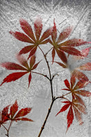 acrylic-print-red-maple-x
