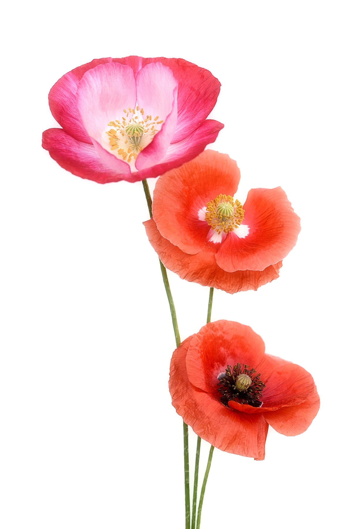 framedposter-print-colourful-poppies-x