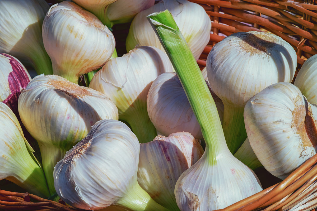 framedposter-print-fresh-garlic