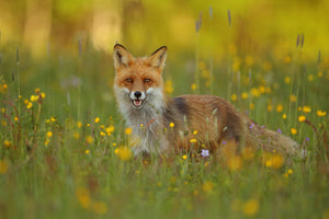 framedposter-print-red-fox-xkh