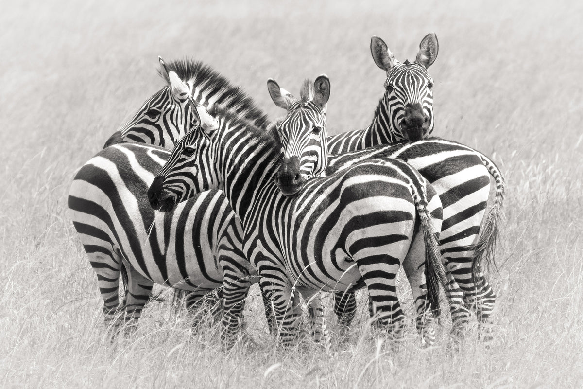 poster-print-zebras-x
