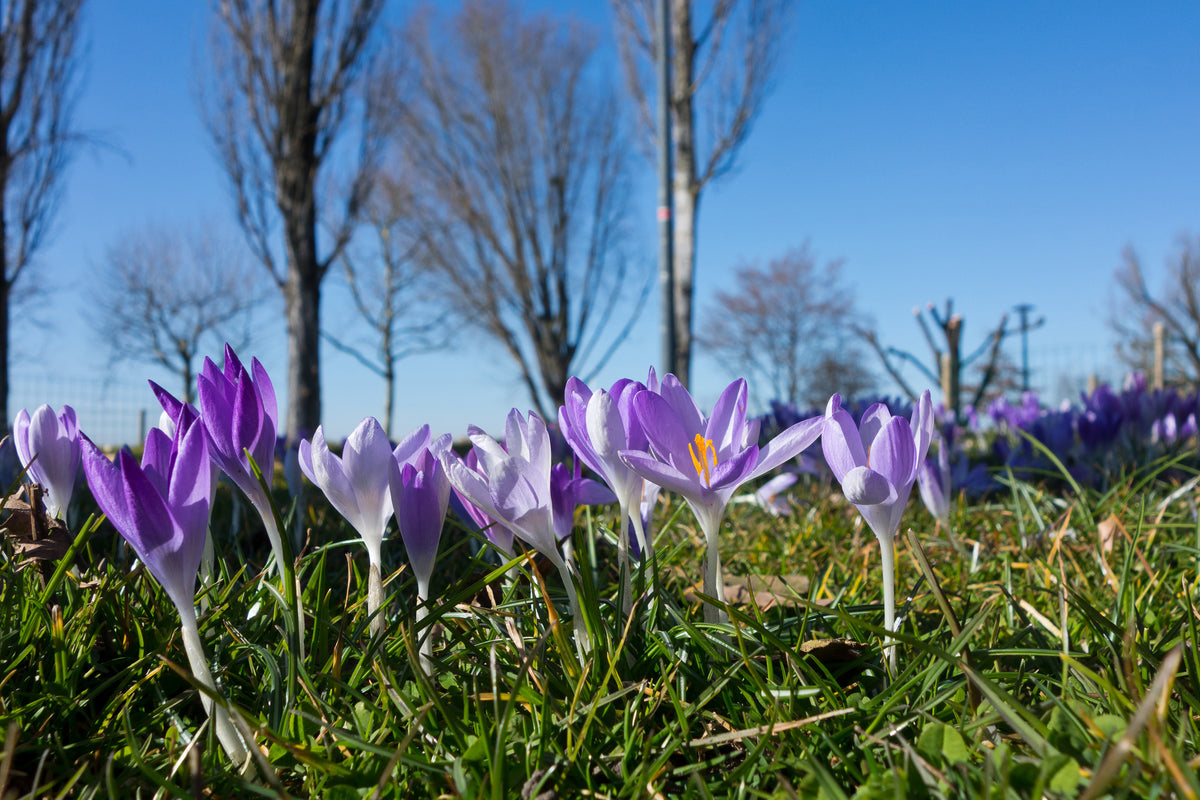 framedposter-print-purple-crocus-in-nature