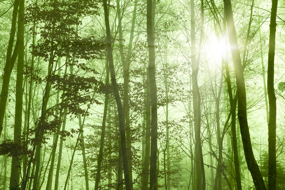 aluminium-print-nibelungen-forest