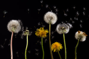 acrylic-print-the-phases-of-dandelion