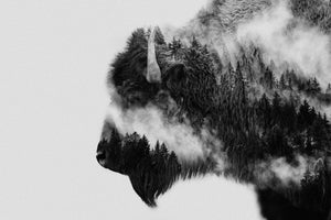 framedcanvas-print-bison-x