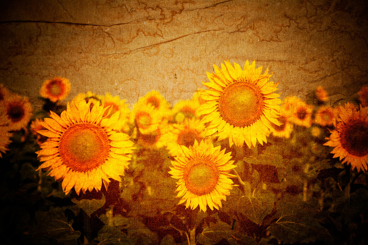 framedcanvas-print-retro-sunflower