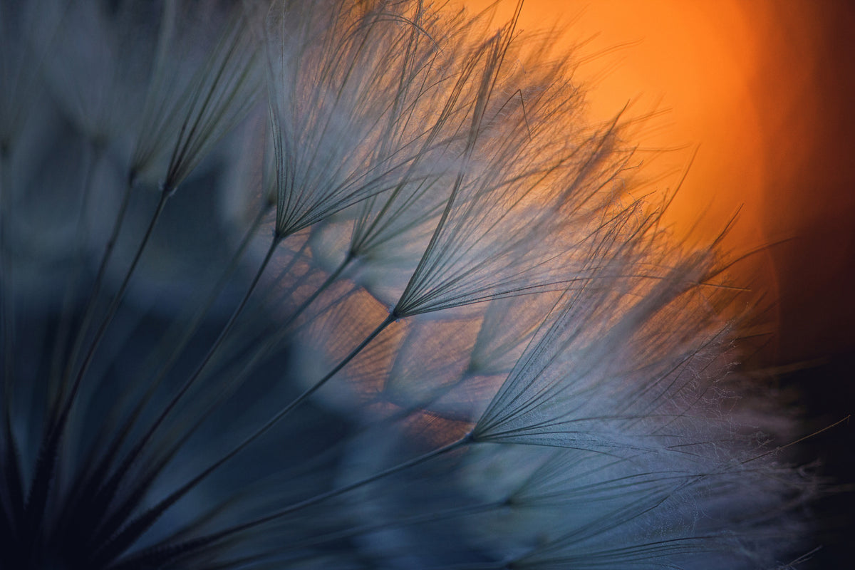 3-piece-canvas-print-feathers-p