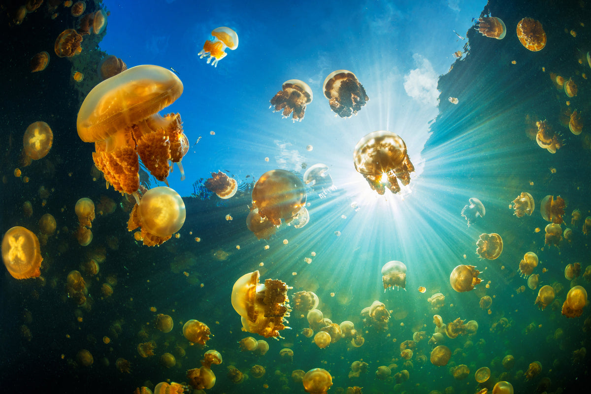 canvas-print-sunlight-and-jellyfish-x