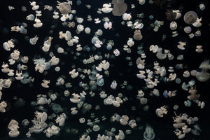 aluminium-print-just-some-jellies