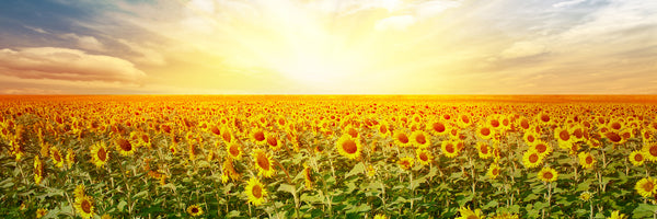 panoramic-3-piece-canvas-print-a-field-full-of-sunflowers-panorama