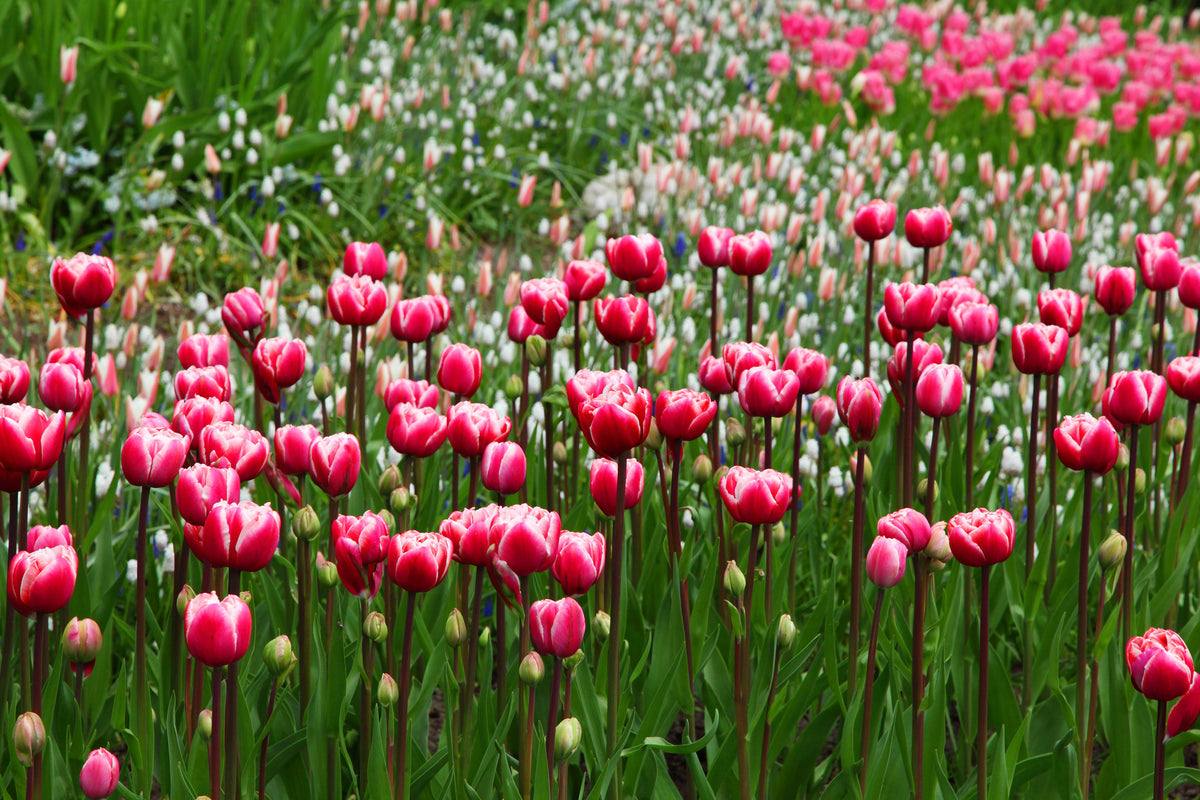 3-piece-canvas-print-wild-tulip-field