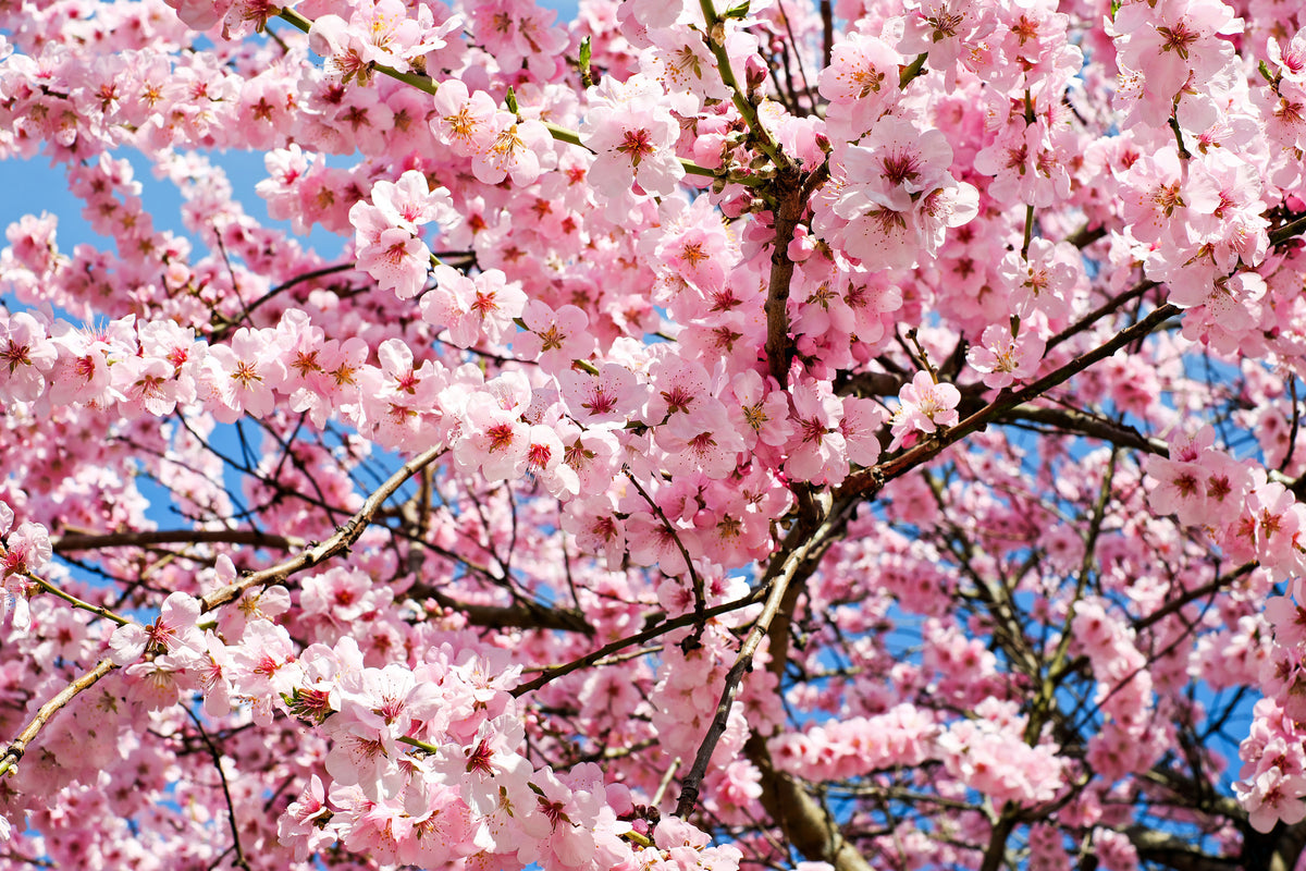 framedposter-print-wonderful-japanese-cherry