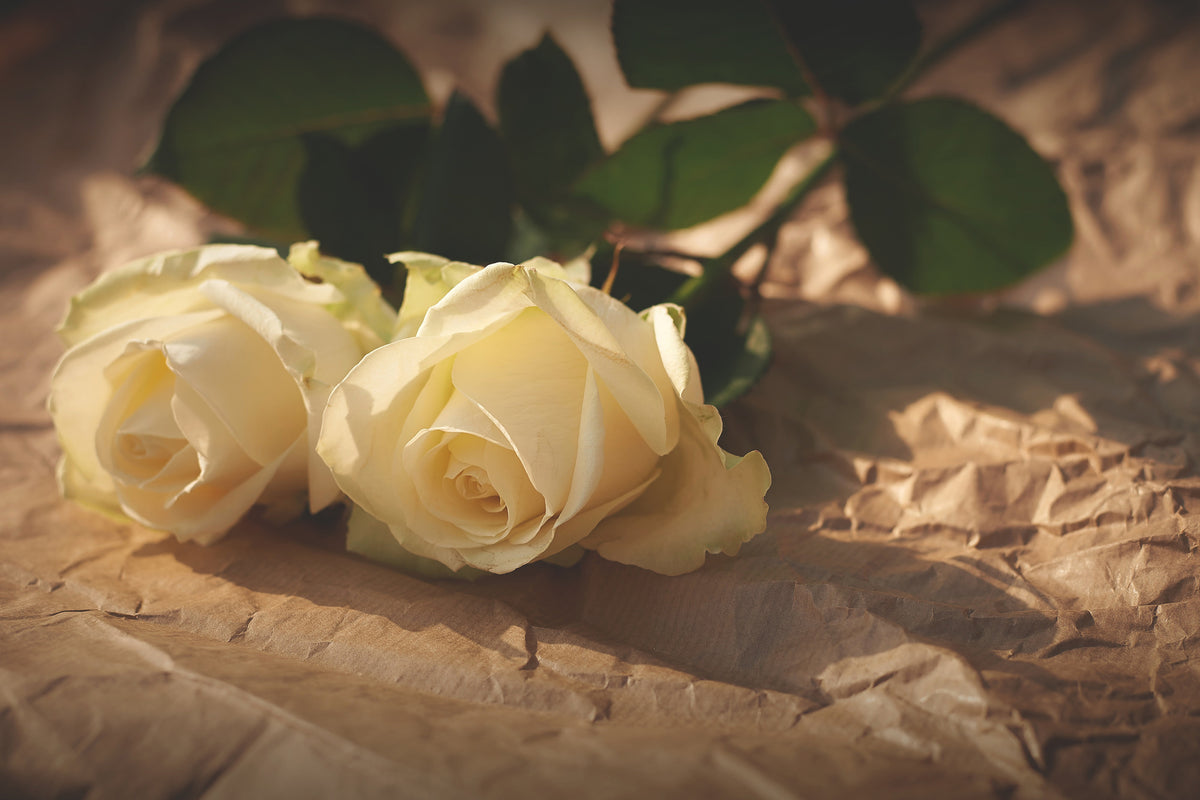 modern-3-piece-canvas-print-the-purity-of-the-roses