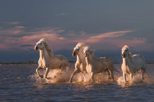 acrylic-print-angels-of-camargue
