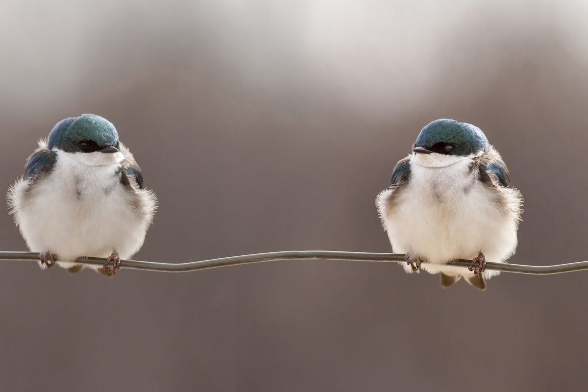 poster-print-birds-on-a-wire-x