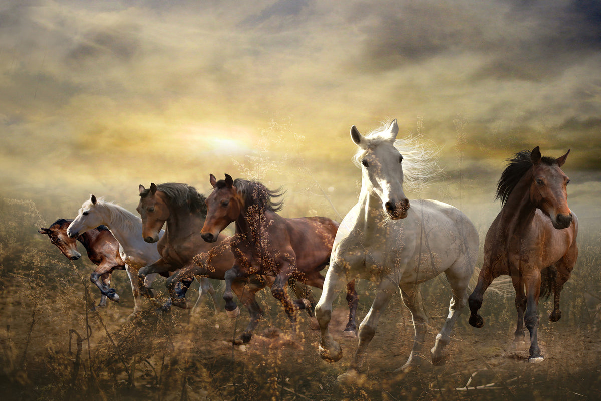 acrylic-print-wild-wild-horses