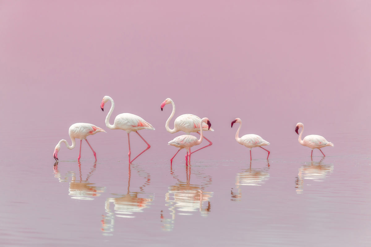 framedposter-print-flamingos-xyo