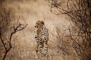 aluminium-print-elegant-cheetah