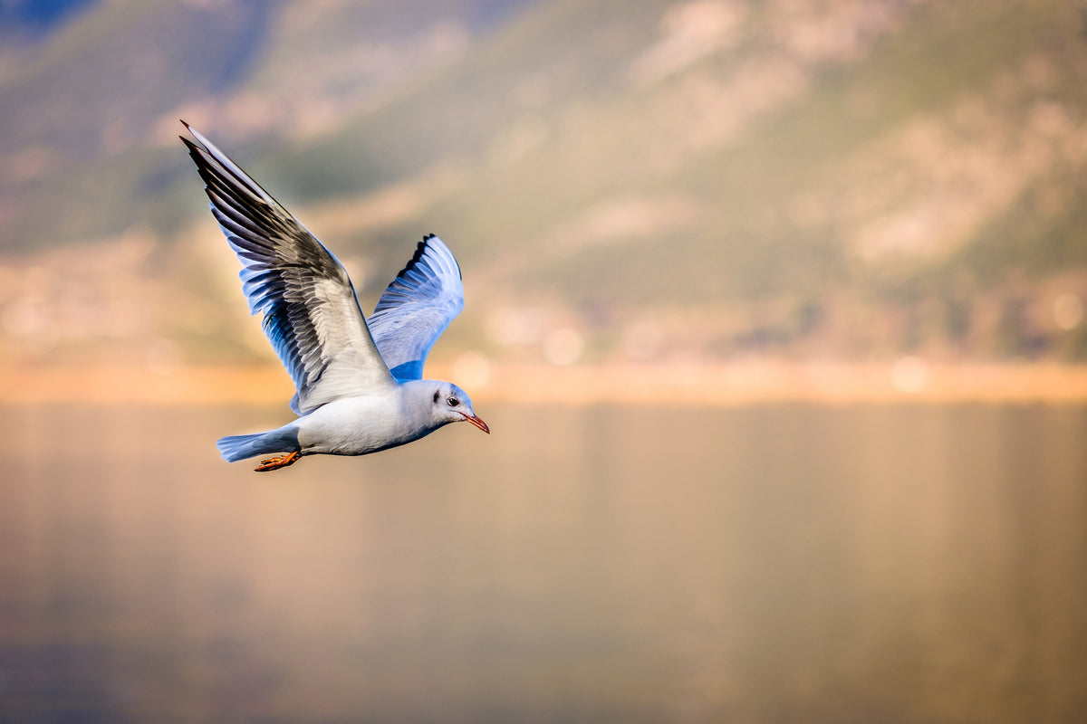 framedcanvas-print-the-flying-seagull