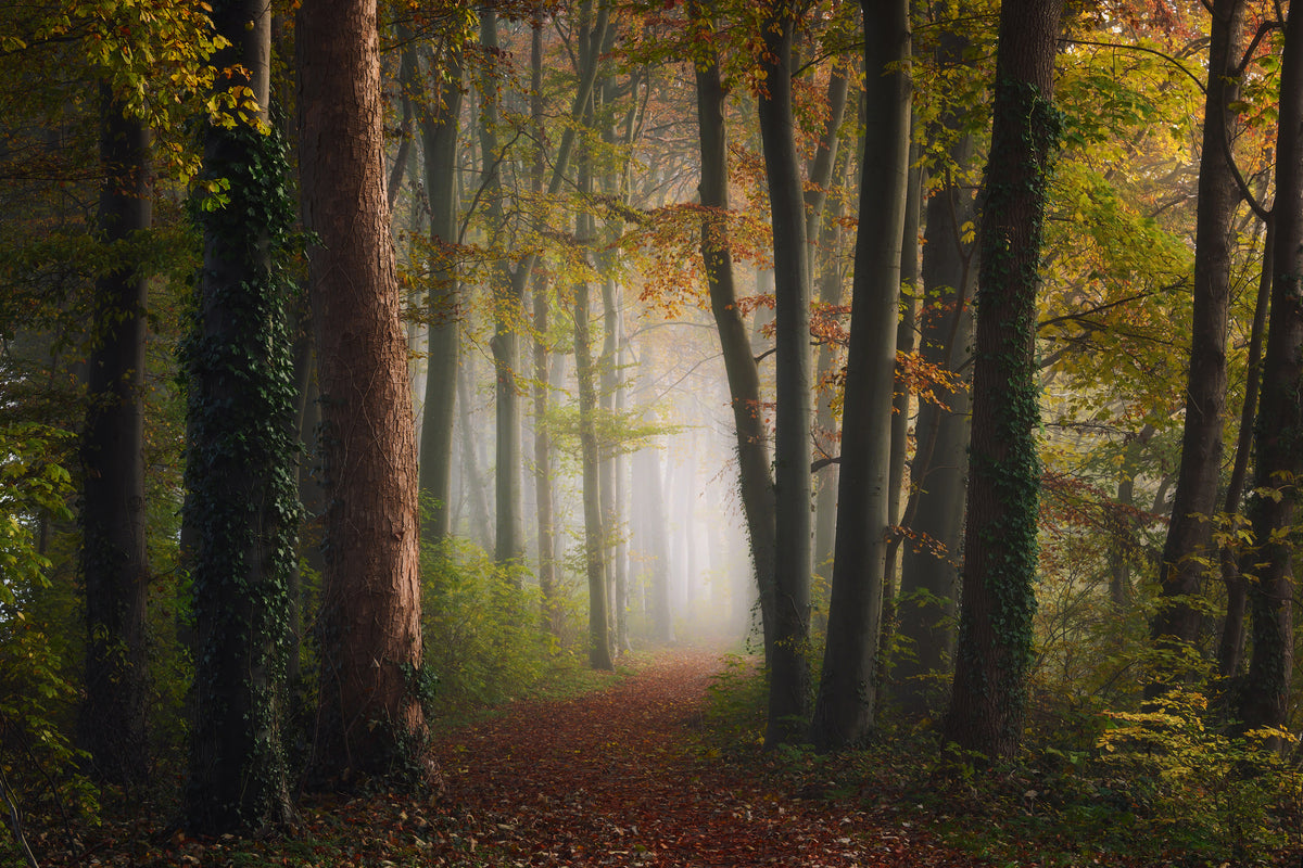 canvas-print-autumn-colorful-forest-x