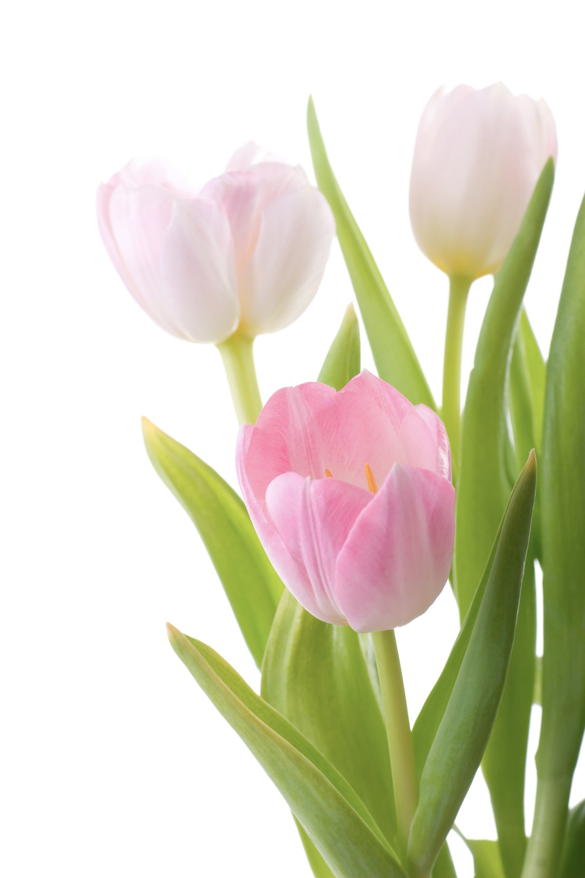 canvas-print-the-tulips-trio