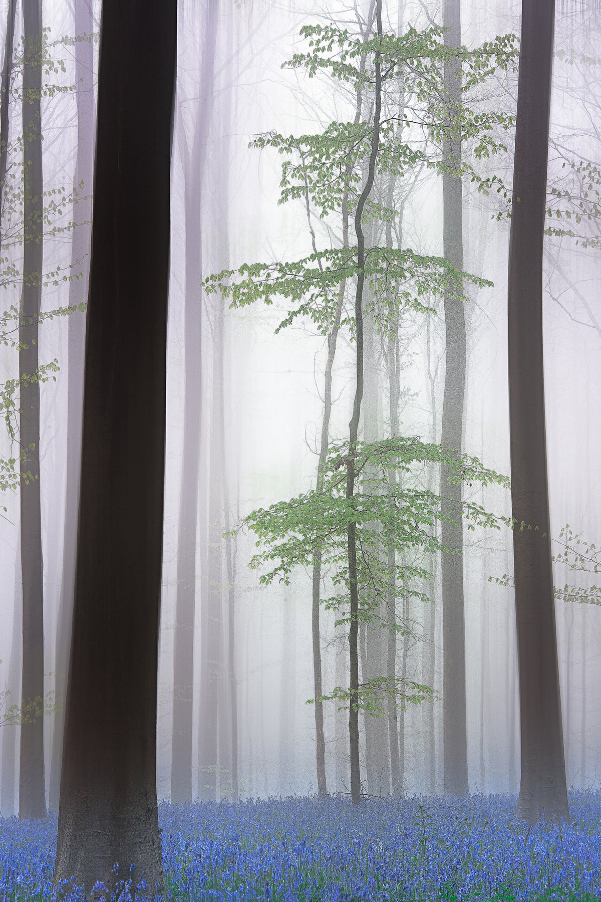 poster-print-foggy-forest-x