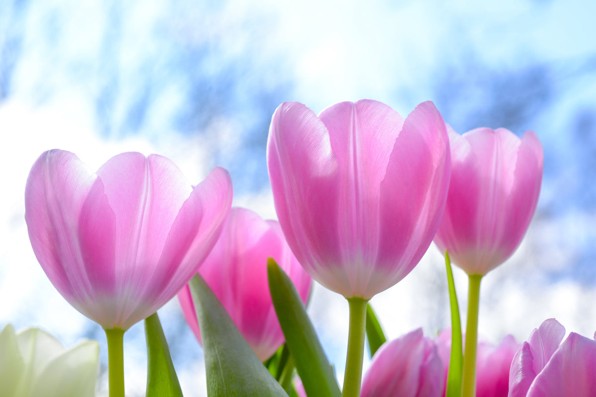modern-3-piece-aluminium-print-tulips-in-nature