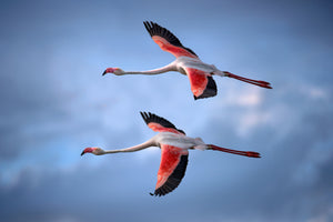 aluminium-print-greater-flamingos-x