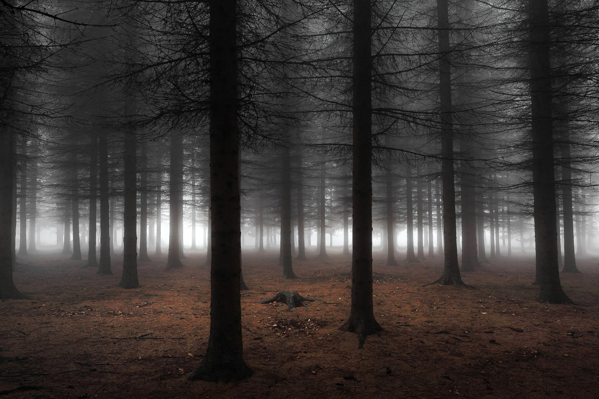 3-piece-canvas-print-silence-ii