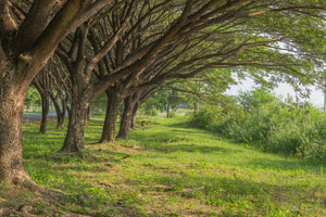 modern-3-piece-aluminium-print-mature-trees