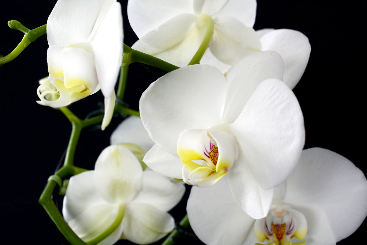 acrylic-print-orchid-close-up