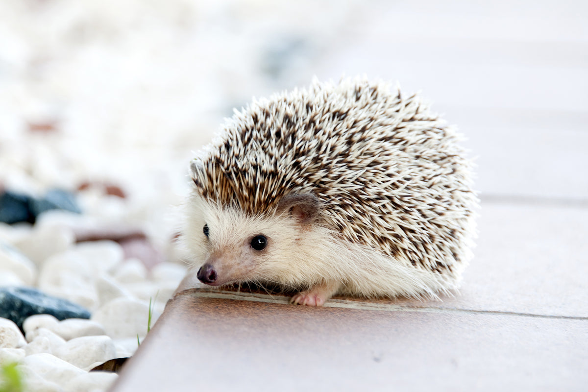 3-piece-aluminium-print-the-hedgehog-baby