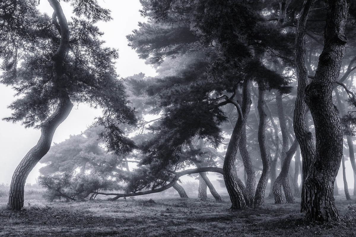 acrylic-print-pine-trees-dancing-in-the-fog-x