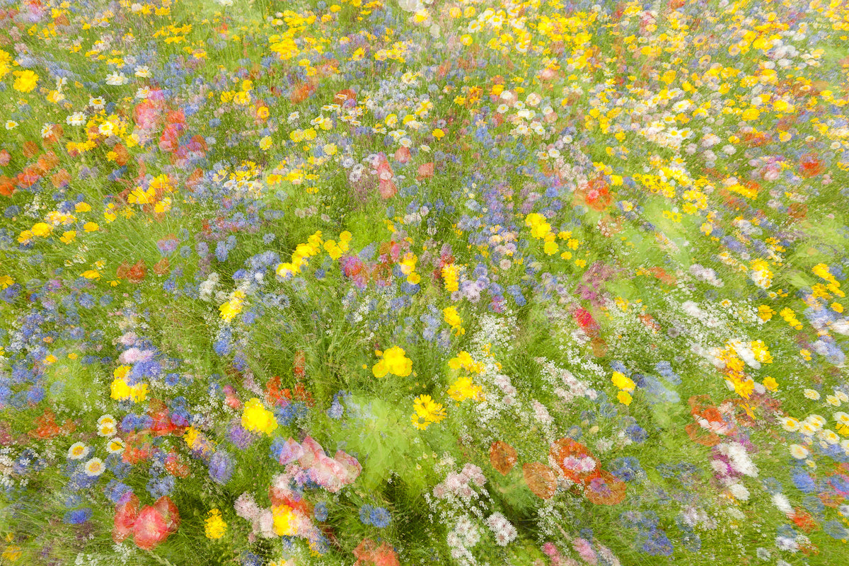 framedcanvas-print-summer-field-flowers-x