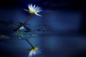 canvas-print-reflection-xdb