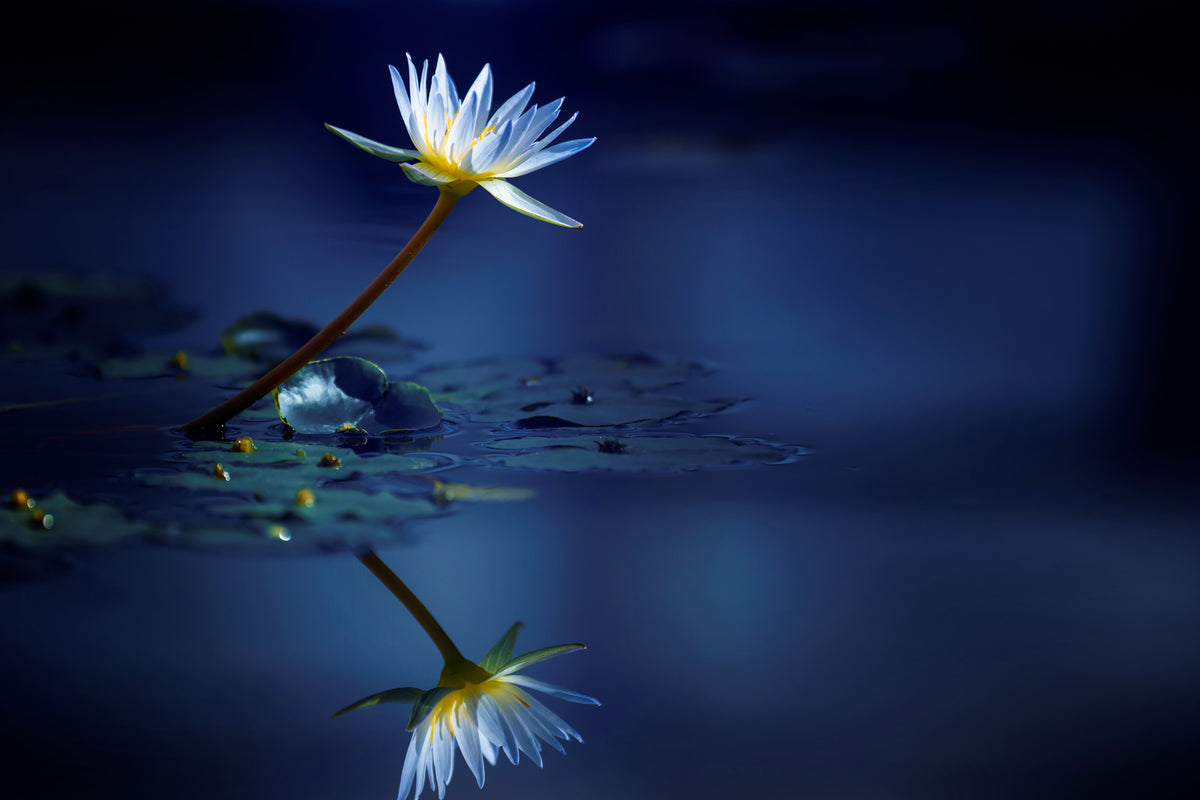canvas-print-reflection-xdb