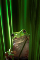 canvas-print-green-frog