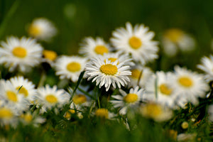 framedposter-print-daisies-xl-ii