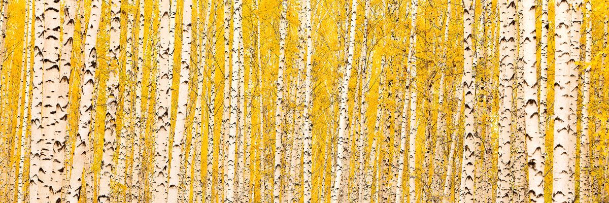 panoramic-poster-print-the-birch-forest-in-autumn-panorama