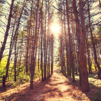 canvas-print-light-at-the-end-of-the-forest-path
