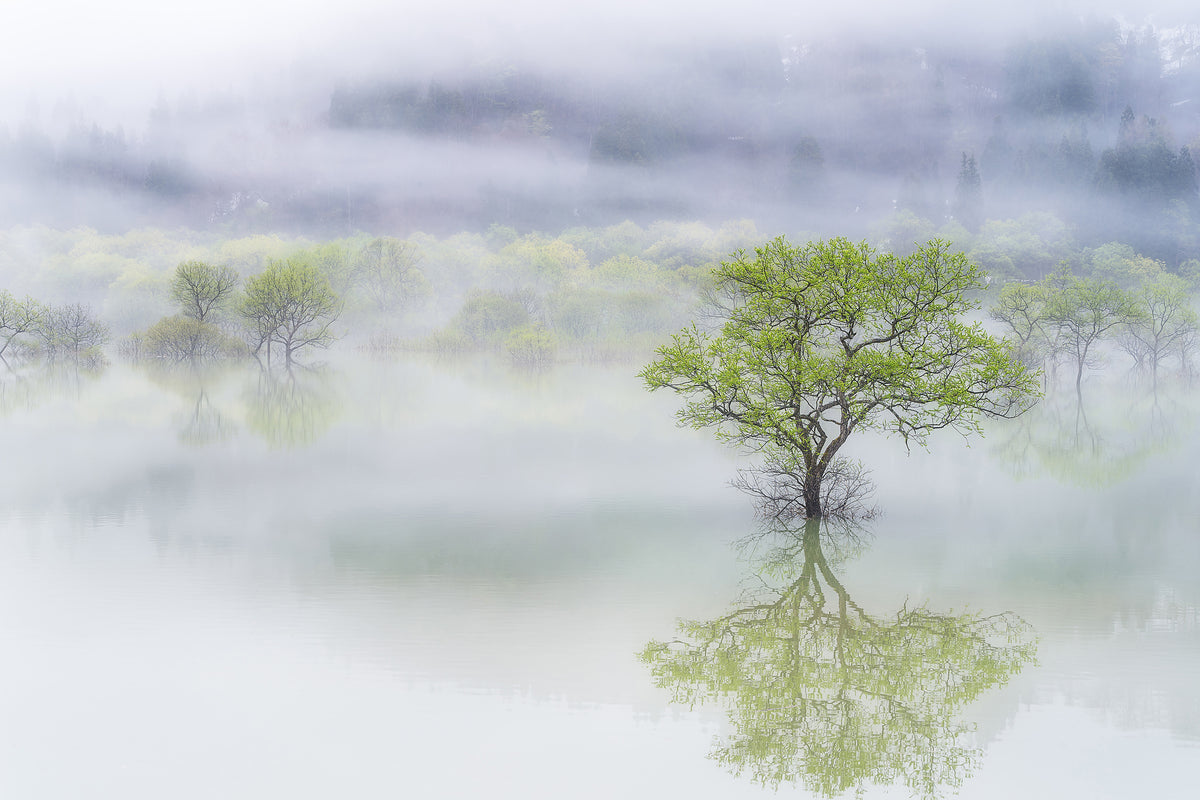 framedcanvas-print-dreamy-tree-x