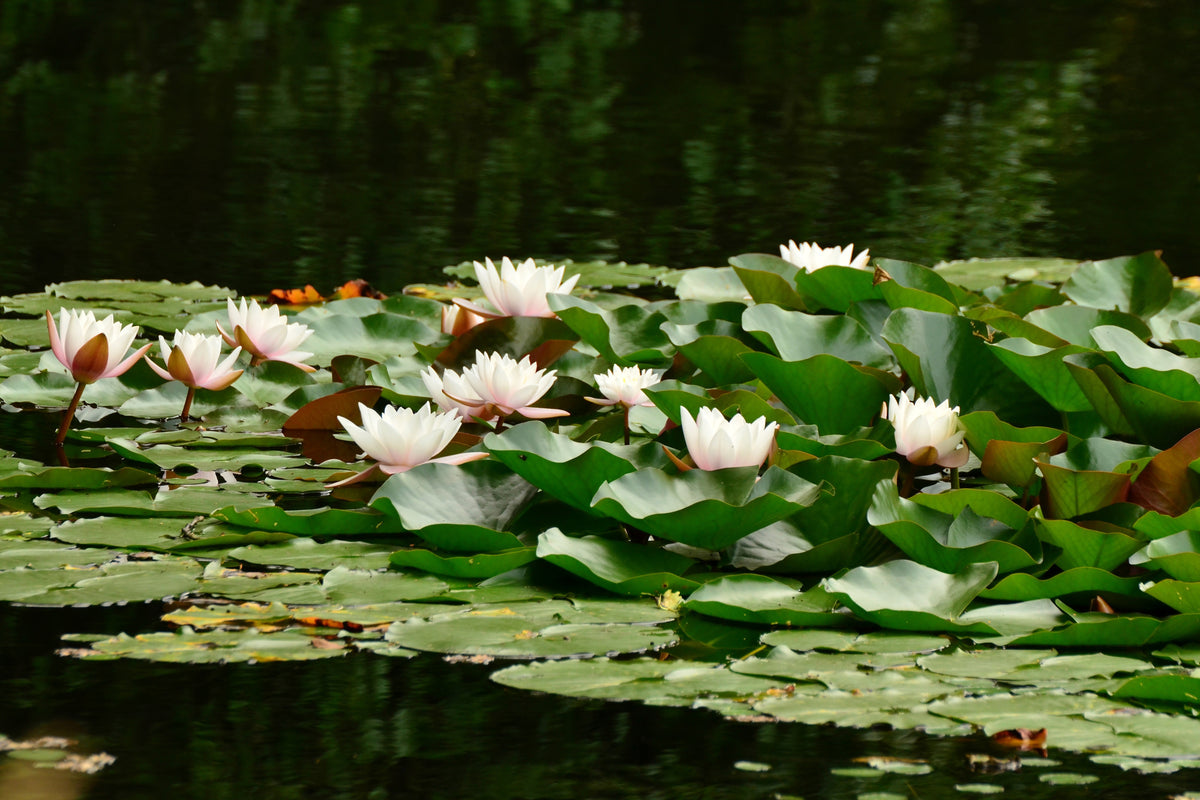 poster-print-a-field-full-of-water-lilies
