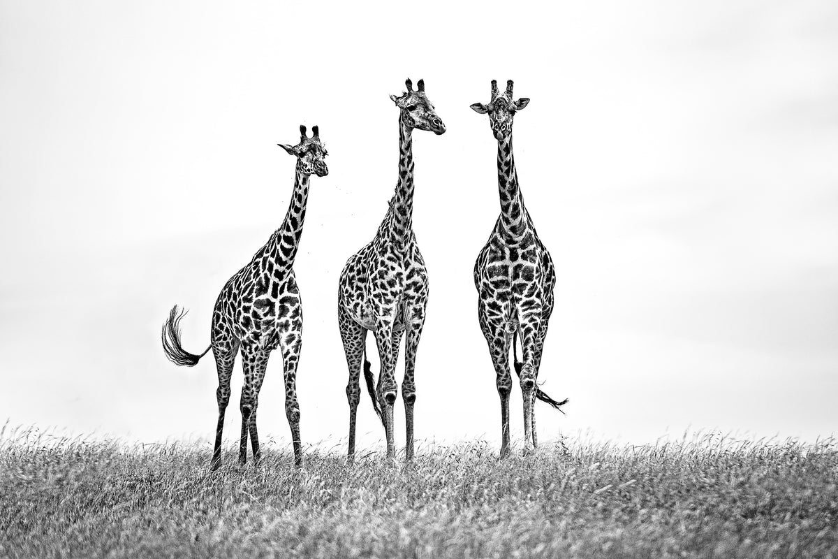 aluminium-print-giraffes-in-the-mara-plains-x