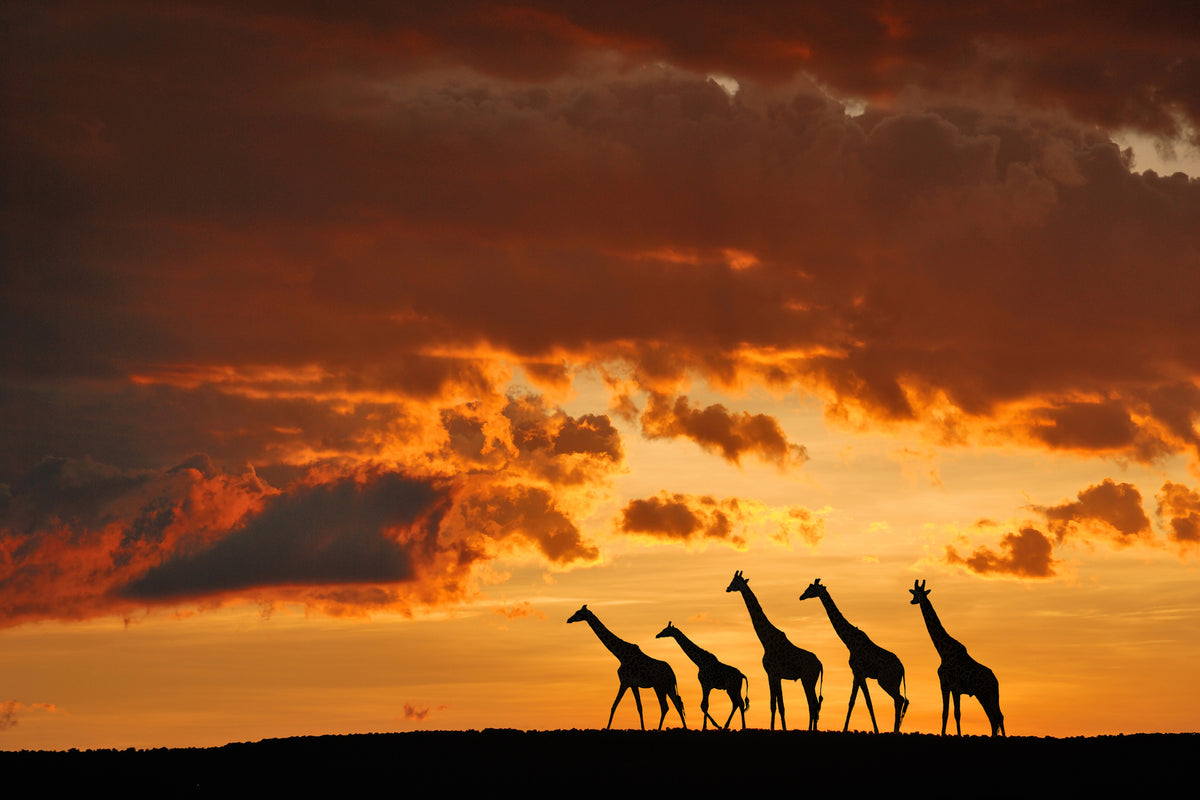 framedposter-print-five-giraffes-x