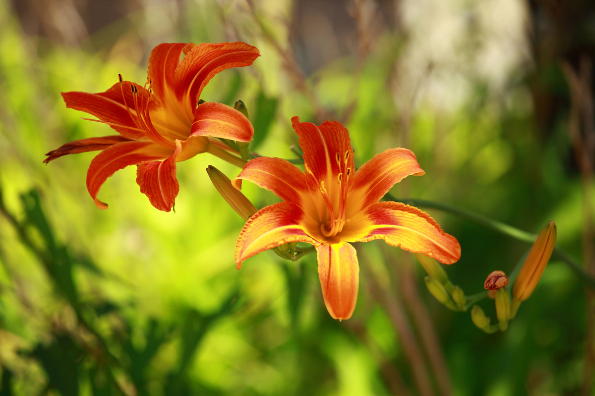 framedcanvas-print-lilies-in-nature