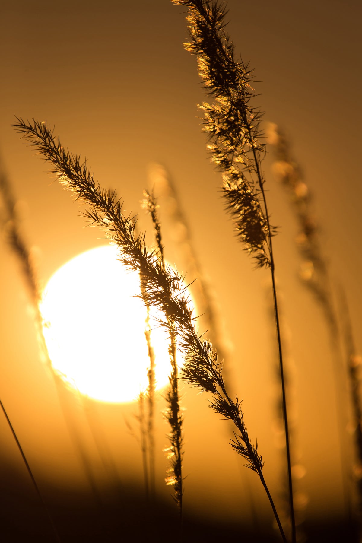 acrylic-print-romantic-sunset