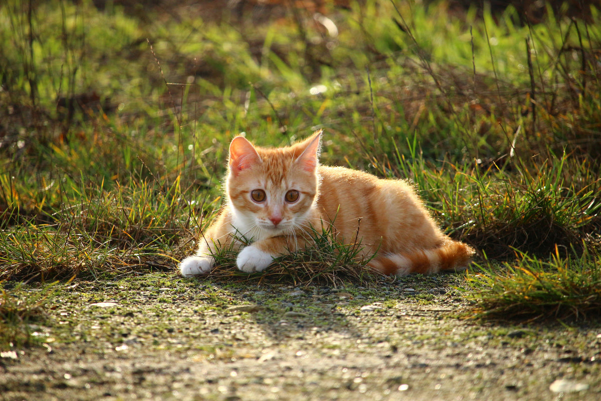 3-piece-aluminium-print-kitten-in-nature
