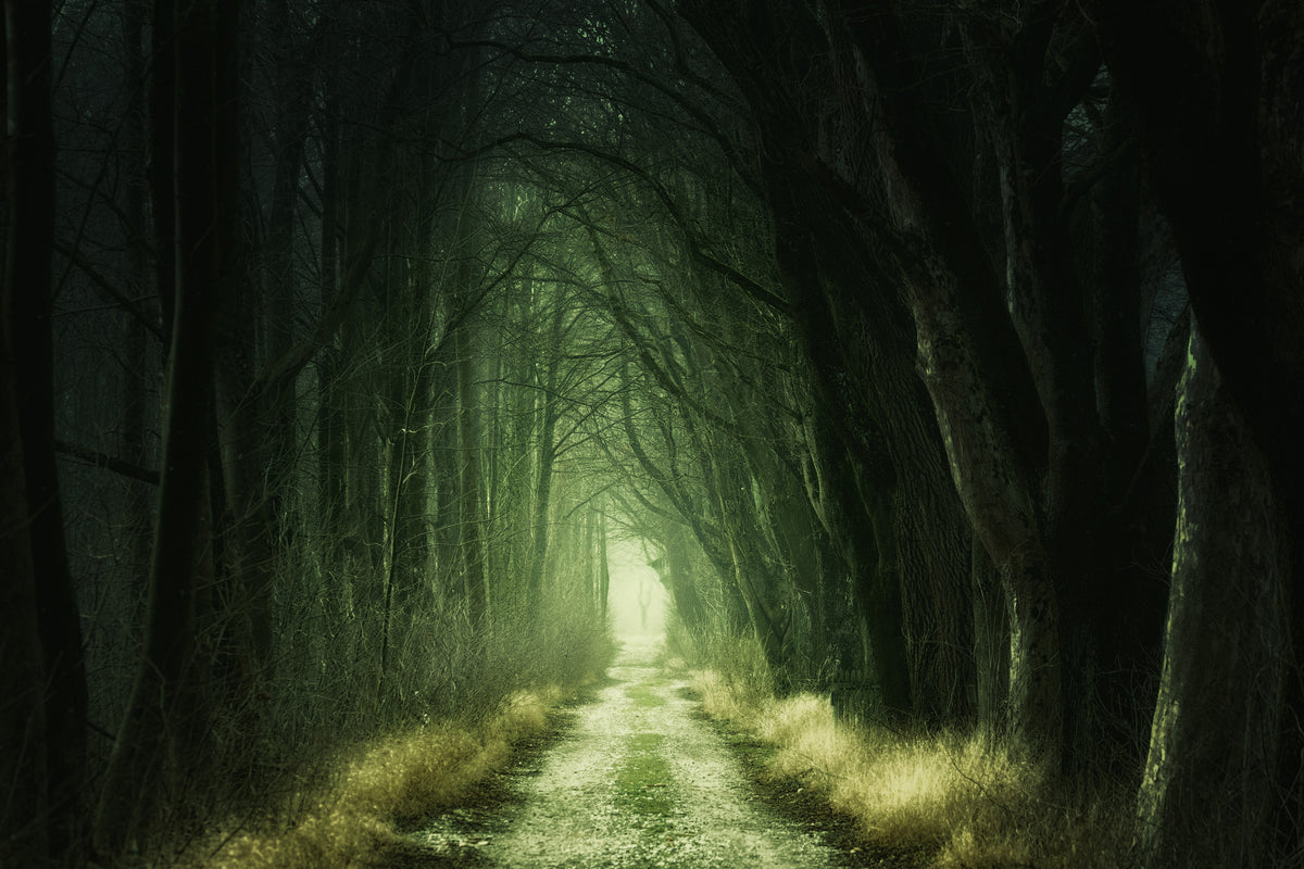 3-piece-acrylic-print-mysterious-forest-iii