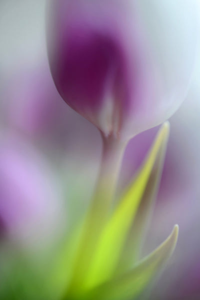 poster-print-soft-secrets