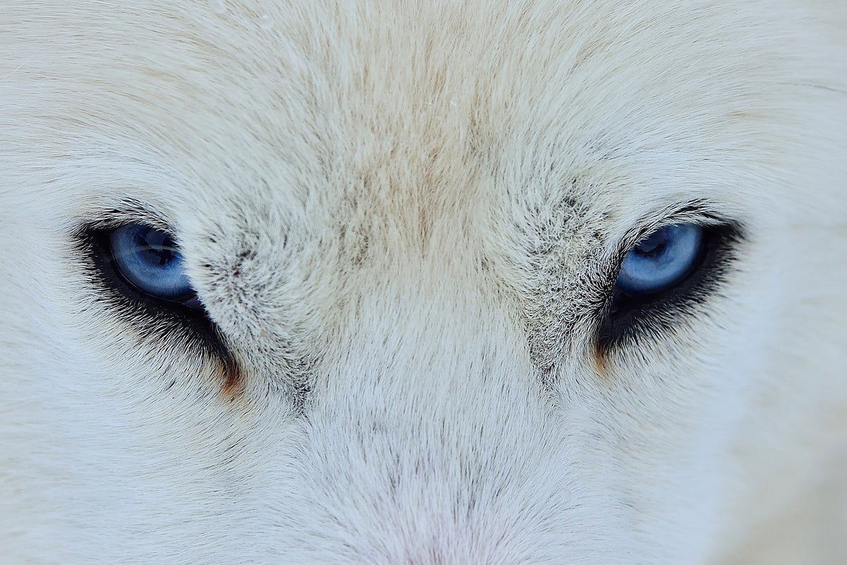 canvas-print-mirada-azul-x